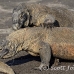 dragon_komodo_hsb_rinca_h_1807_kom4162.jpg